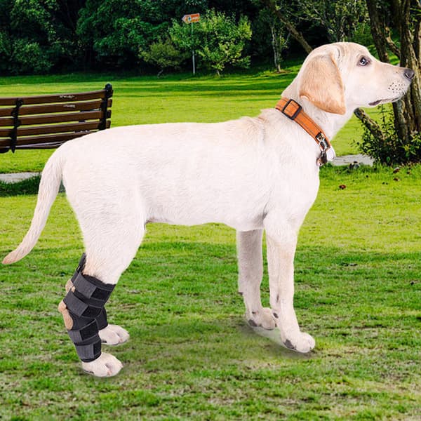 INF Pustende hundebeinseler for ACL, leddgikt, leddsmerter