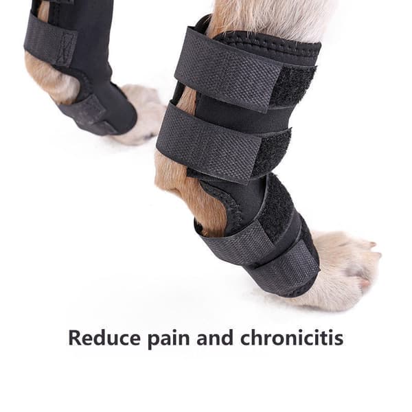 INF Pustende hundebeinseler for ACL, leddgikt, leddsmerter