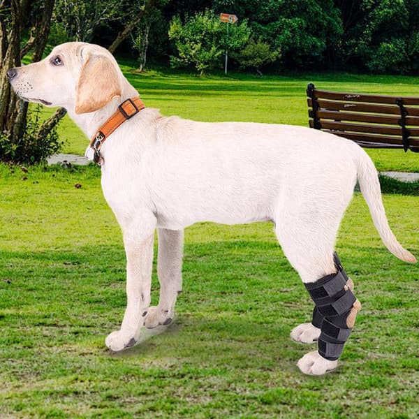 INF Pustende hundebeinseler for ACL, leddgikt, leddsmerter