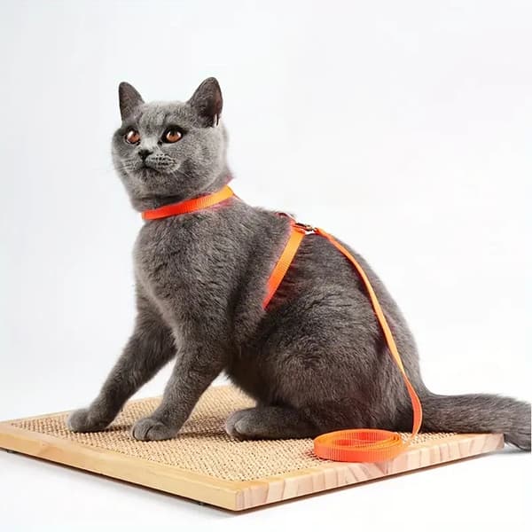 Kattsele med Koppel - Katthalsband & Sele