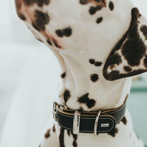 Hunter Hundehalsbånd Aalborg Sort 36-44cm
