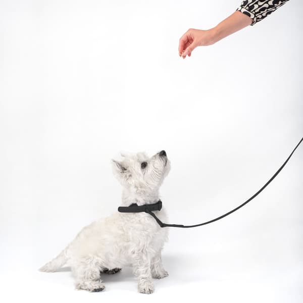 Hundesnor og halsbånd PJ-067 sort S
