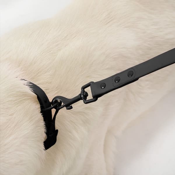 Hundesnor og halsbånd PJ-067 sort S