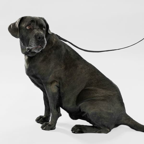 Hundesnor og halsbånd PJ-067 sort S