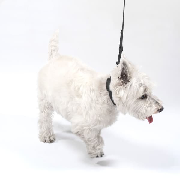 Hundesnor og halsbånd PJ-067 sort S