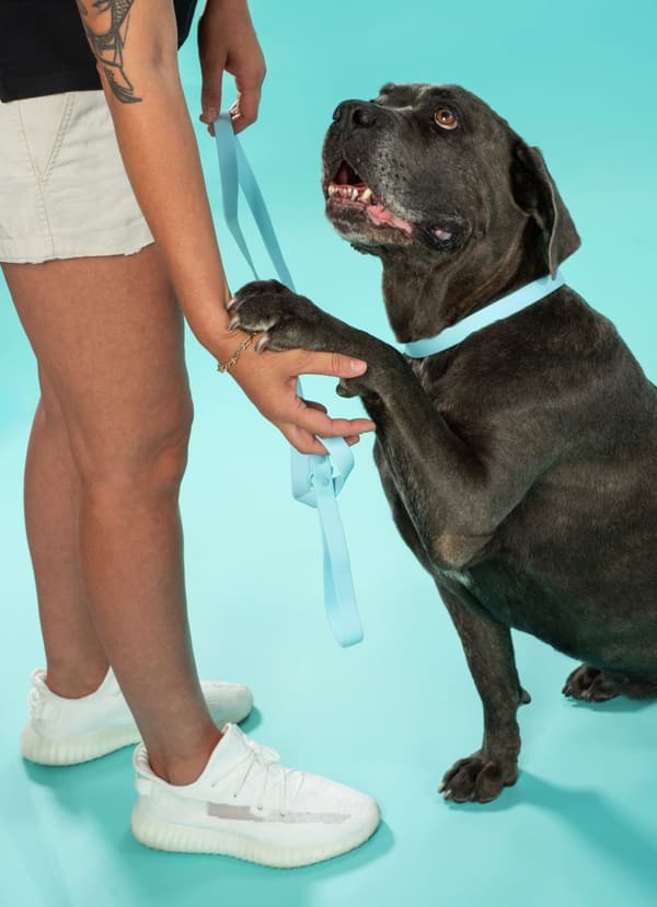Hundesnor og halsbånd PJ-078 blå L