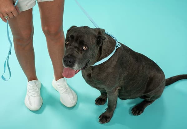 Hundesnor og halsbånd PJ-078 blå L