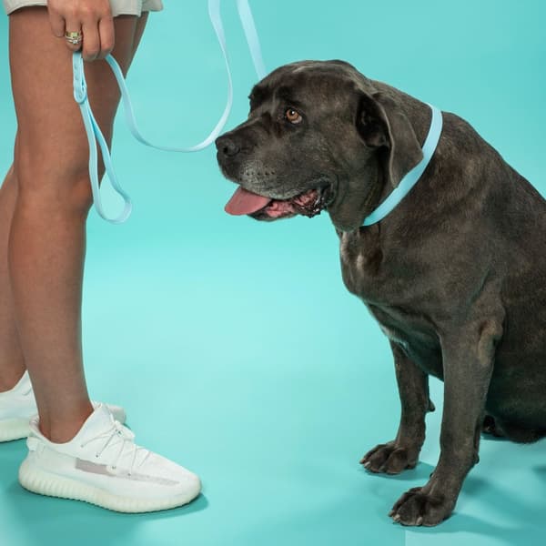 Hundesnor og halsbånd PJ-078 blå L