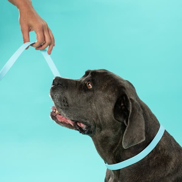 Hundesnor og halsbånd PJ-074 blå M