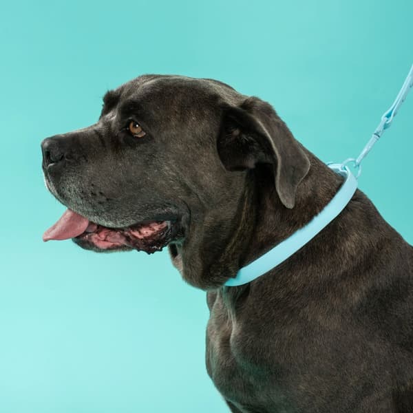 Hundesnor og halsbånd PJ-074 blå M