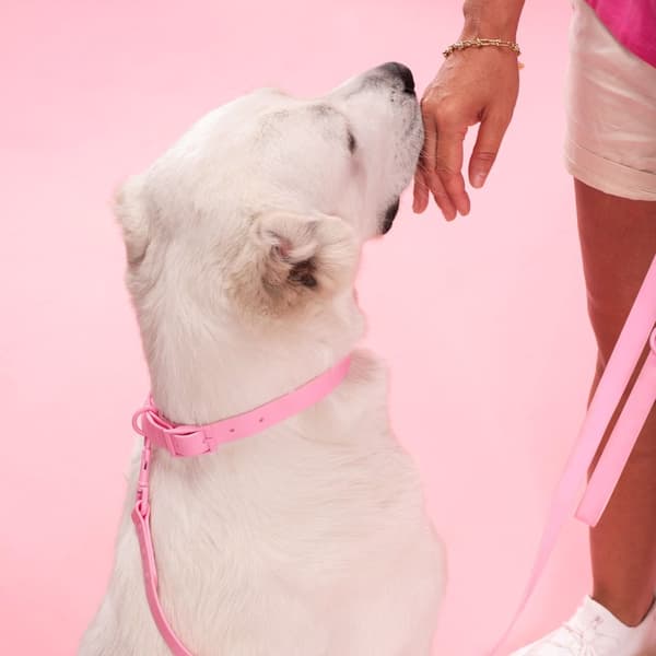 Hundesnor og halsbånd PJ-076 lyserød L