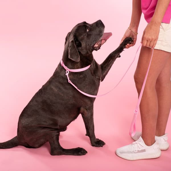 Hundesnor og halsbånd PJ-076 lyserød L