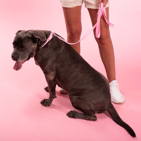 Hundesnor og halsbånd PJ-076 lyserød L