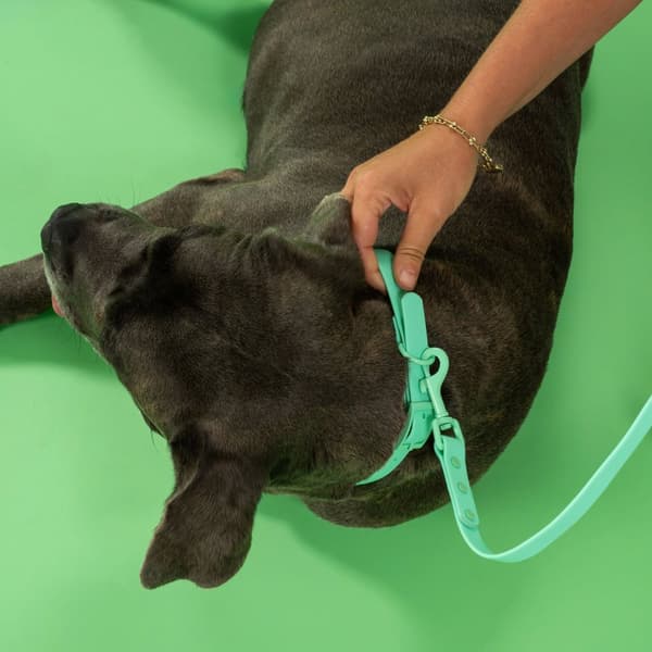 Hundesnor og halsbånd PJ-077 grøn L