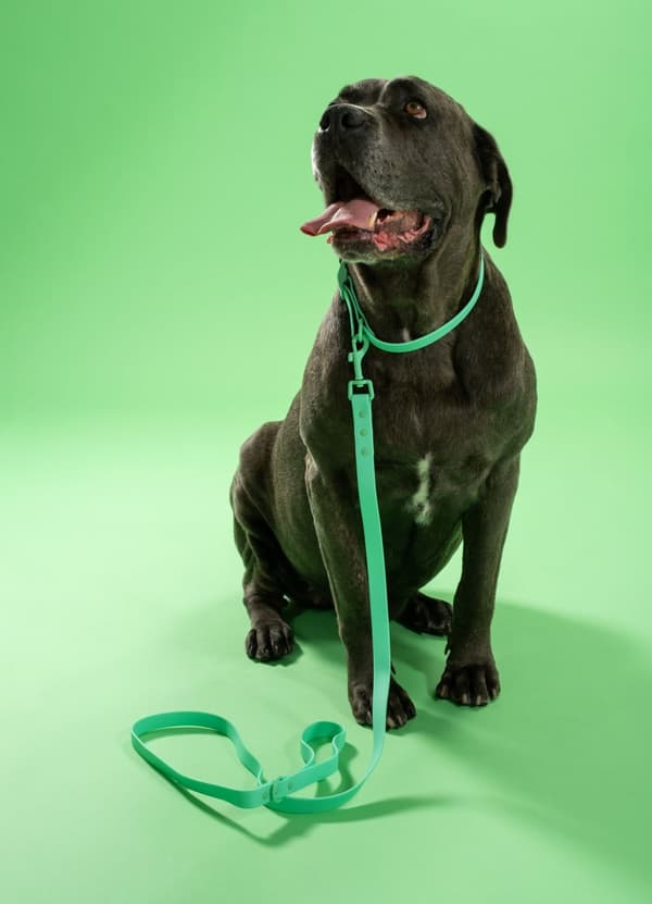 Hundesnor og halsbånd PJ-077 grøn L