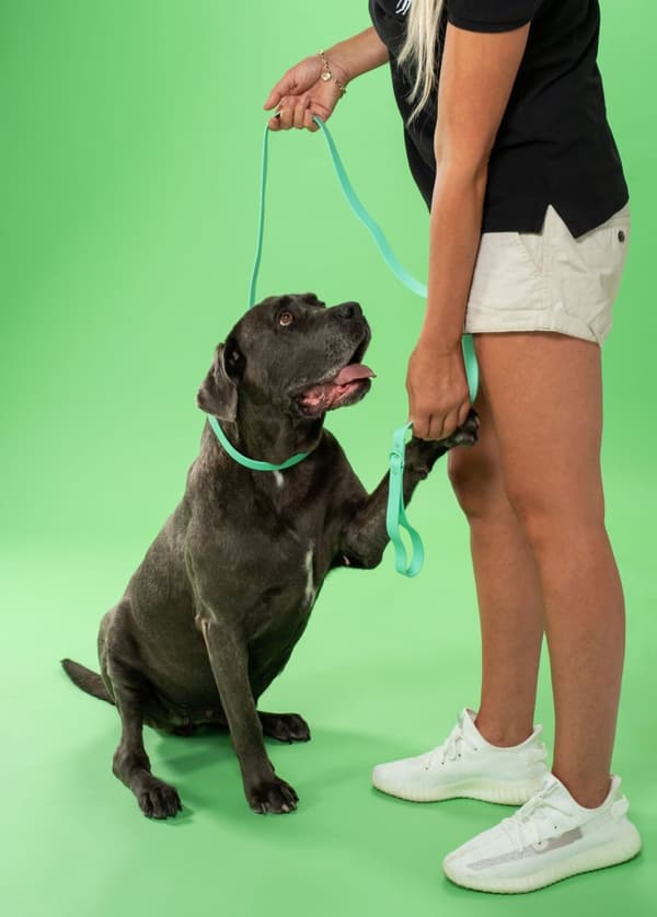 Hundesnor og halsbånd PJ-073 grøn M
