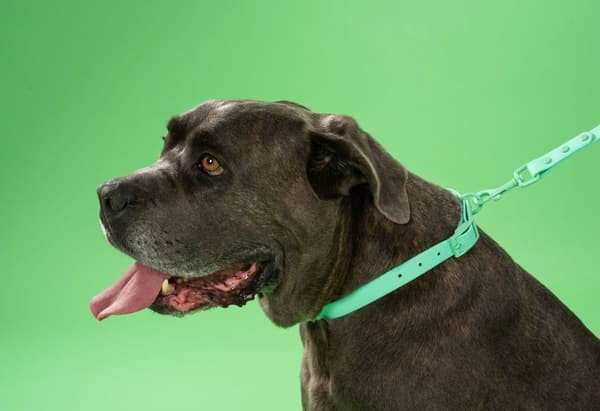 Hundesnor og halsbånd PJ-073 grøn M