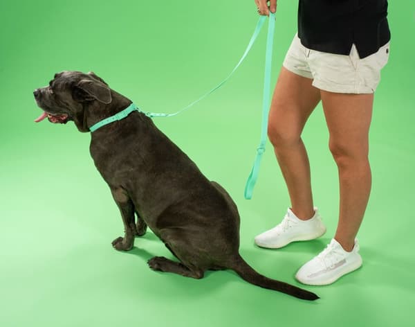 Hundesnor og halsbånd PJ-073 grøn M
