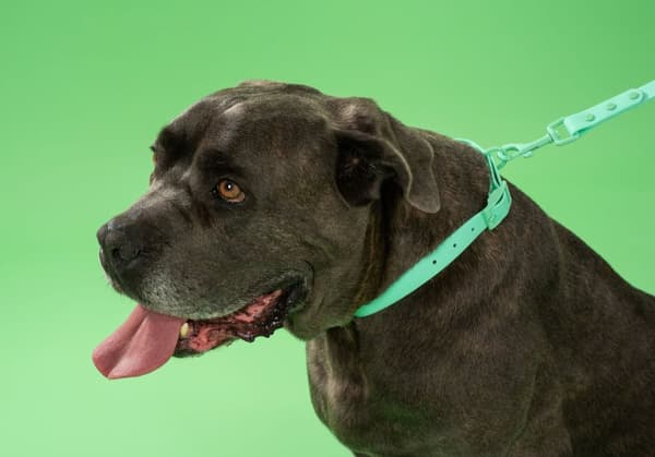Hundesnor og halsbånd PJ-069 grøn S