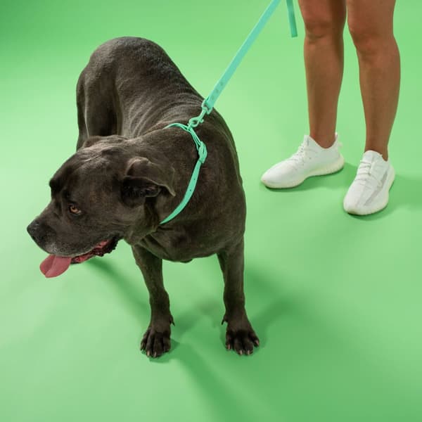 Hundesnor og halsbånd PJ-069 grøn S