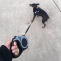 Miniatyrbillede 1 af 8: OBOSOE hunderem, stærk udtrækkelig nylonudtrækkelig rem til kæledyr, udendørs hvalpetrækreb til små hunde, katte, roulette, kæledyrstilbehør