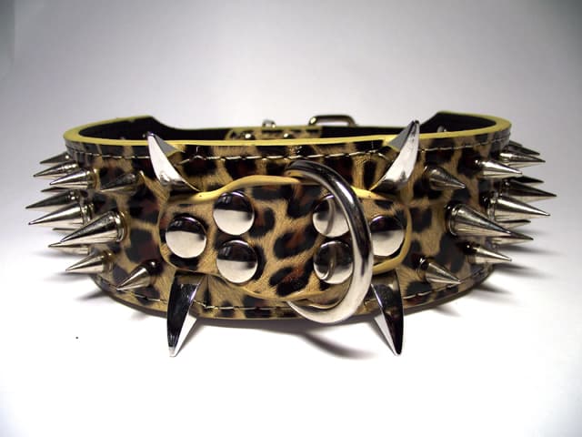 Hund halsband 2" med nitar Leopard 34-42cm pitbull amstaff