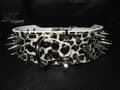 Miniatyrbild 2 av 2: Hund halsband 2" med nitar vit Leopard 34-42cm pitbull amstaff