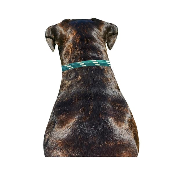 Weatherbeeta Rope Leather Dog Collar