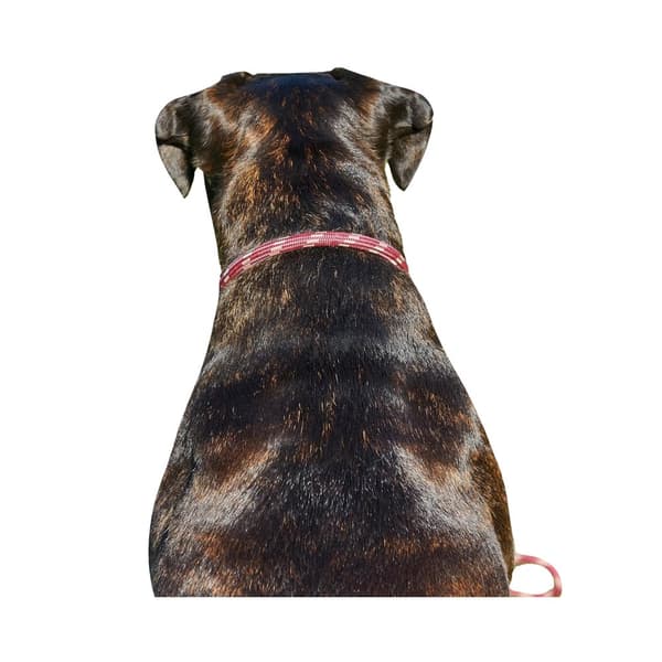 Weatherbeeta Rope Leather Dog Collar