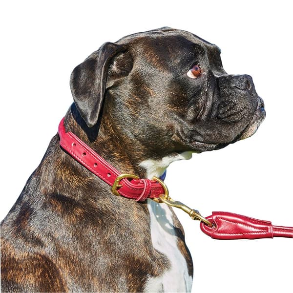 Weatherbeeta Rolled Leather Dog Collar