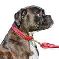 Miniatyrbilde 2 av 2: Weatherbeeta Rolled Leather Dog Collar