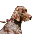 Miniatyrbilde 2 av 2: Weatherbeeta Rolled Leather Dog Collar