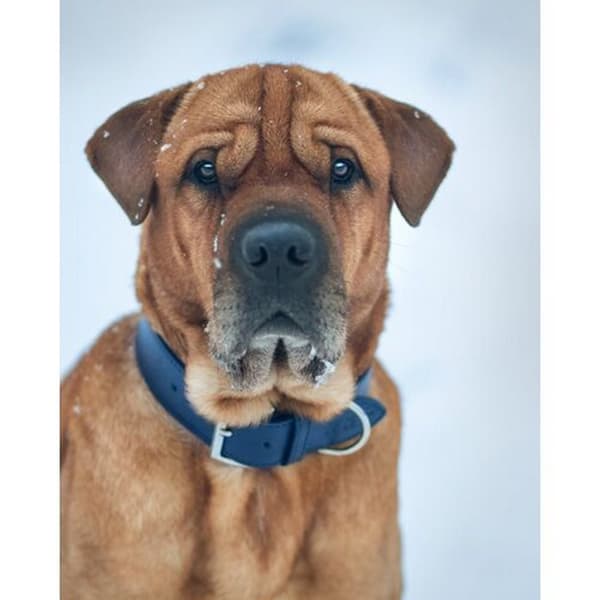 Ralph & Co Rimini dubbel läder hund halsband Midnight Blue X-Small
