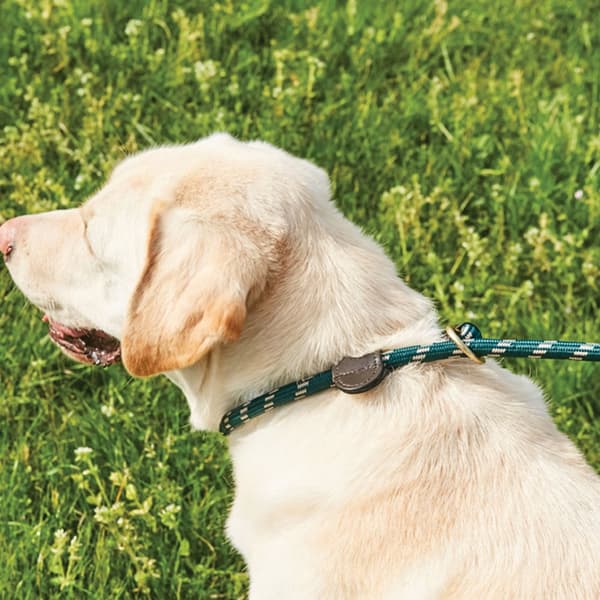 Weatherbeeta Rope Leather Slip Dog Lead