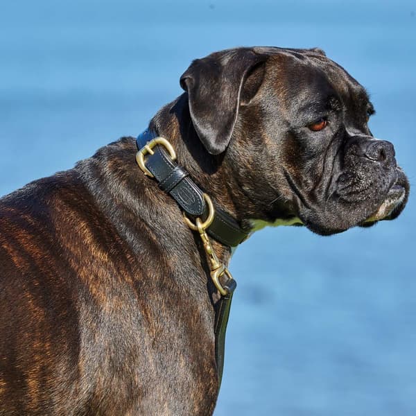 Weatherbeeta Polstret læder halsbånd til hunde