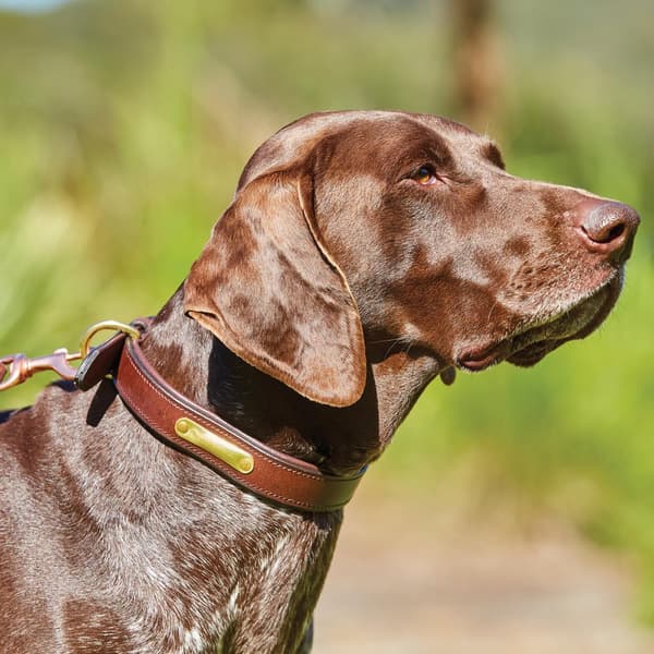 Weatherbeeta Vadderad läder hund halsband