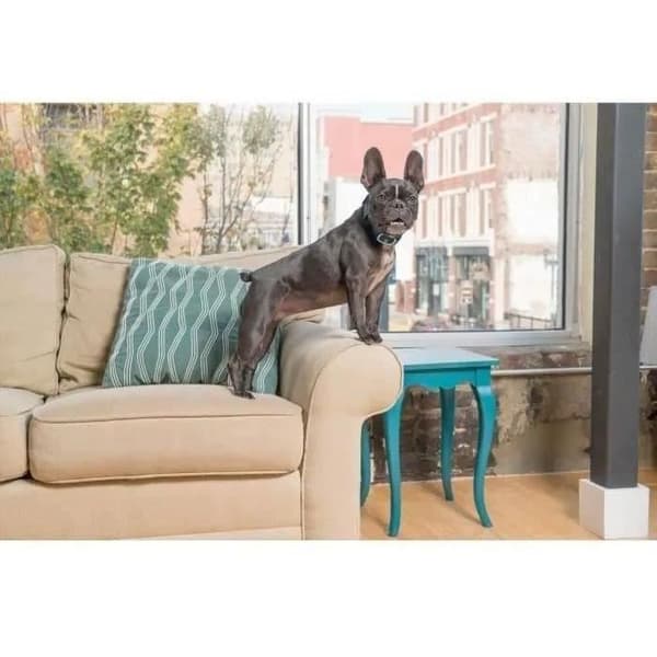 Pbc19-10765 Standard Petsafe Bark Control Collar