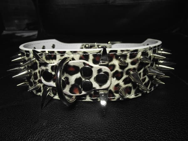 Hund halsband 2" vit Leopard med nitar 39-47cm