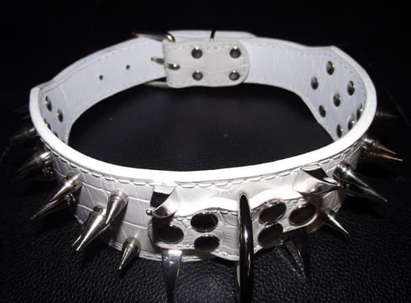 Hund halsband 2" vitt med nitar 44-52cm