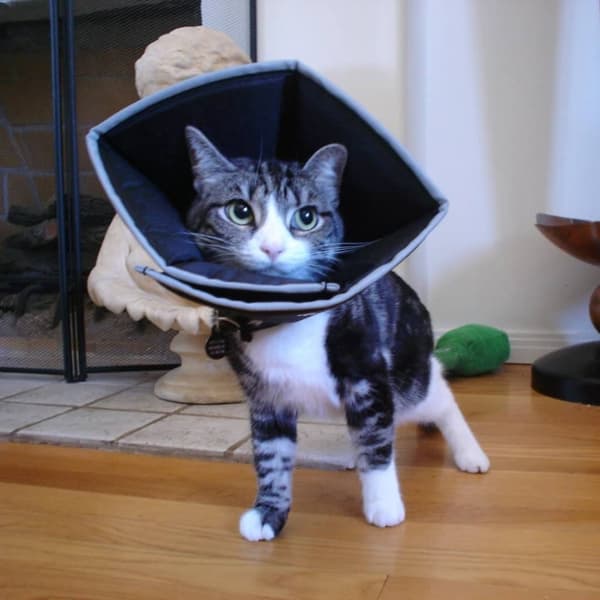 All Four Paws E-kaulus Comfy Cone XL pituus 30 cm musta