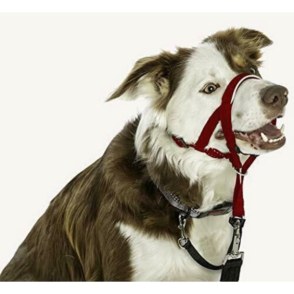 Halti Dog Head Collar