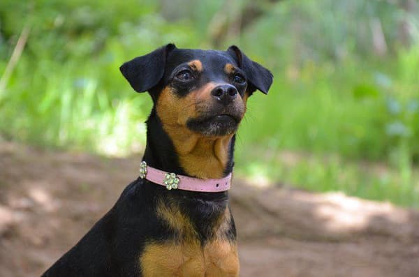Hundhalsband med stenar i form av blomma XS