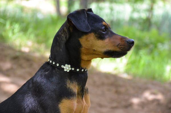 Hundhalsband med stenar i form av blomma S 1.5 x 37 cm