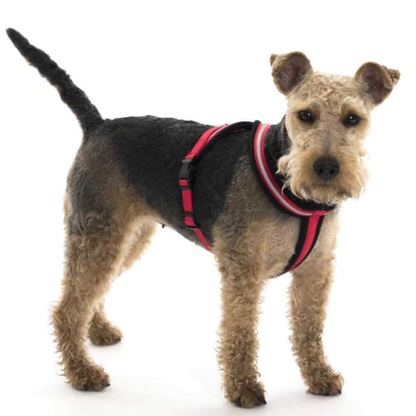 Halti Comfy Dog Harness