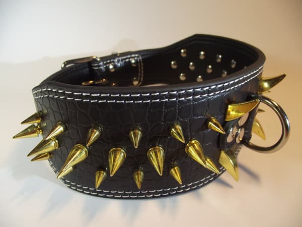 Hund halsband 3" svart med guld nitar 54-62cm