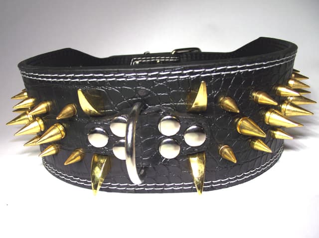 Hund halsband 3" svart med guld nitar 54-62cm