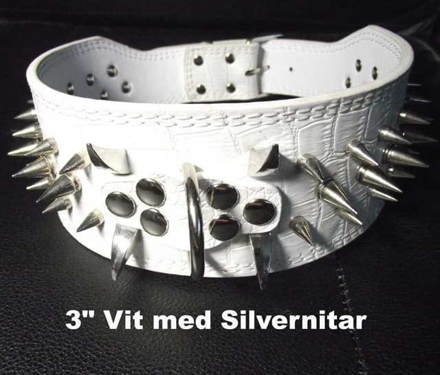 Hund halsband 3" vit med nitar 54-62cm