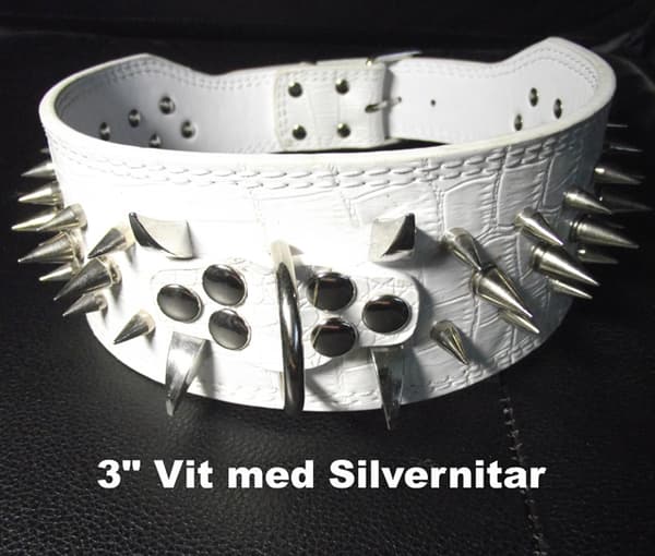 Hund halsband 3" vit med nitar 54-62cm