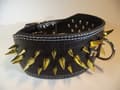Miniatyrbild 2 av 3: Hund halsband 3" svart med guld nitar 59-67cm