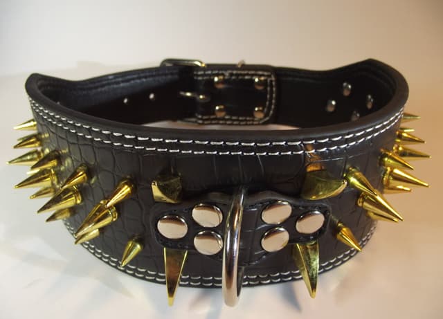 Hund halsband 3" svart med guld nitar 59-67cm